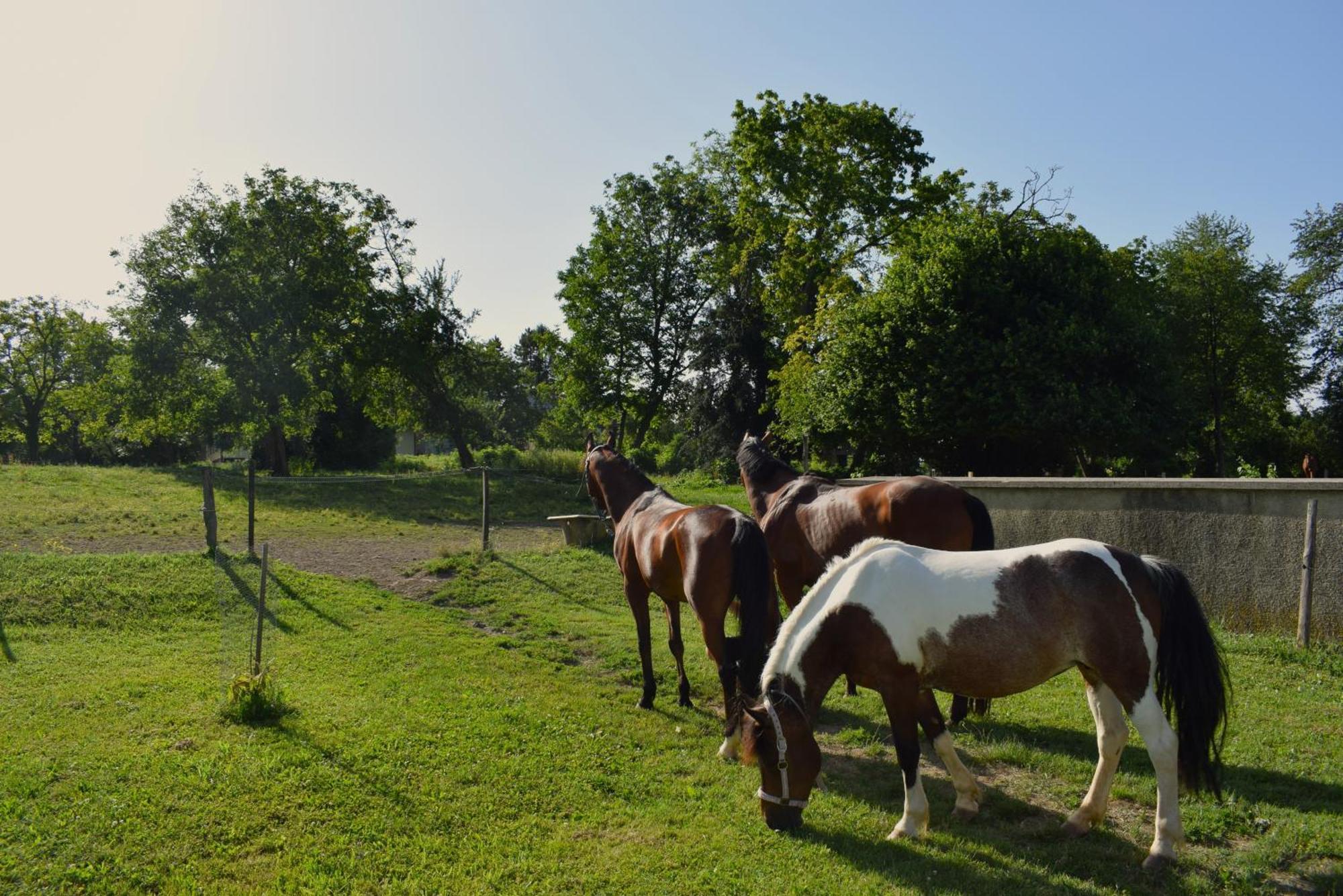 Farm Stay Zevnik Brežice Εξωτερικό φωτογραφία