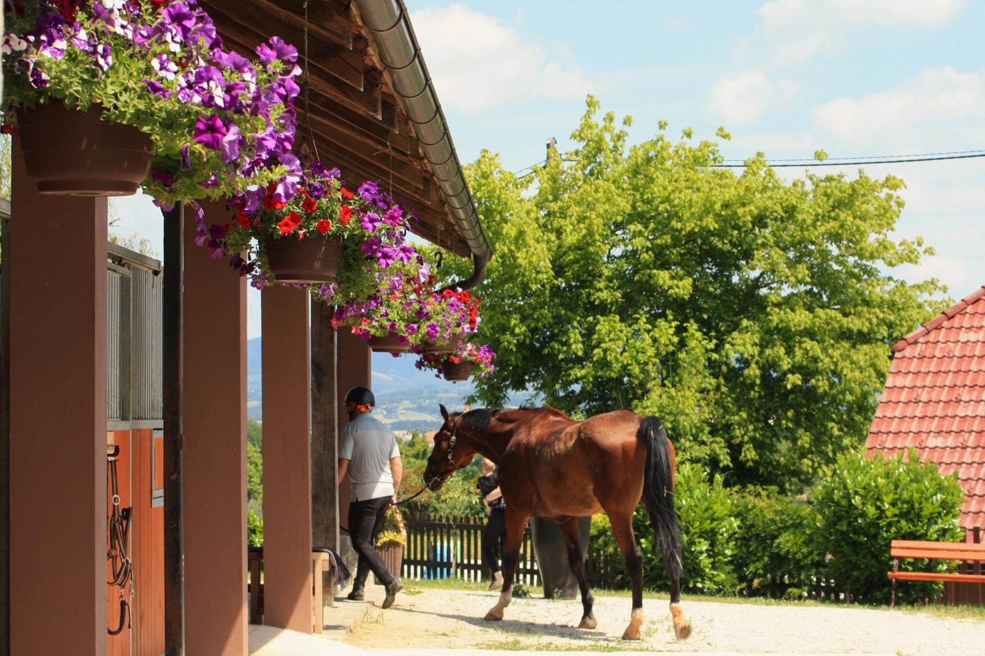Farm Stay Zevnik Brežice Εξωτερικό φωτογραφία